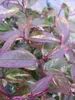 Traubenheide Makijaz - Leucothoe fontanesiana Makijaz - Produktbild-Vorschau 3
