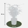 Roter Bambus 12x - ↨40cm - Ø14 Produktbild-Vorschau 6
