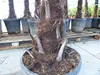 3 Stück XXL+ Palme winterhart 190 - 220 cm Trachycarpus Produktbild-Vorschau 3