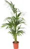 Kencja - Howea forsteriana - Wysokość 130-140cm - ⌀21cm Podgląd zdjęcia produktu 1