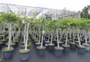 Feigenbaum 180 cm Stammumfang 14 - 20 cm, winterhart, Produktbild-Vorschau 2