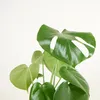 Bloomique - Monstera Deliciosa - Plante-gruyère- Plante Voir les images du produit 4