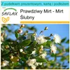 SAFLAX - Zestaw prezentowy - Prawdziwy Mirt - Mirt Ślubny - Podgląd zdjęcia produktu 10