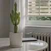Wilczomlecz wielki - Euphorbia ingens - Wysokość 50-60cm - Podgląd zdjęcia produktu 5