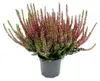 Calluna vulgaris - Set mit 3 Pflanzen - Besenheide - Produktbild-Vorschau 2