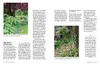 Kleine Bäume für den Garten Produktbild-Vorschau 15