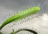 SAFLAX - Sonnentau - Drosera capensis - 200 Samen - Mit Produktbild-Vorschau 6