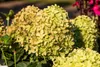 Hydrangea paniculata 'Little Lime', Rispenhortensie, Produktbild-Vorschau 10