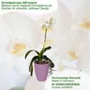 MePla - 2 Stück - Orchideenübertopf 500 lizzard ø 14 Produktbild-Vorschau 4
