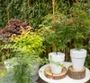4x Acer Mix - Orange Dream - Going Green - Schmetterling - Produktbild-Vorschau 4