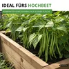 Buschbohnen Saxa Samen - Phaseolus vulgaris  - Bohnensamen Produktbild-Vorschau 7
