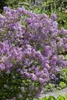 Syringa meyeri 'Palibin', Zwergflieder, lila, 60–80 cm Produktbild-Vorschau 9