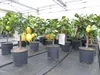 Grünwaren: echter Zitronenbaum 50 - 70 cm Zitrone Citrus Produktbild-Vorschau 1