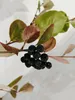 Aronia prunifolia 'Nero', aronie, bobulovitý keř, květináč Náhled obrázku produktu 4