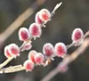 Salix gracilistyla 'Mount Aso'®, vŕba s ružovými mačkami - Náhľad obrázku produktu 4