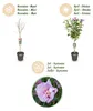 GreenboutiQ - Gartenpflanze - Hibiscus syriacus Lavendor Produktbild-Vorschau 4
