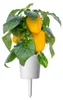 Click & Grow 4742793008950, Eetbare plant, Gele paprika, Productafbeelding-voorbeeld 3