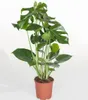 BALDUR Garten 1x Monstera - Fensterblatt ca. 60-70 cm hoch, Produktbild-Vorschau 2