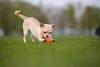 Lettore di palline per cuccioli e cani di piccola taglia 5 Anteprima dell’immagine prodotto 19