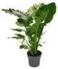 Alocasia gageana "California" - 21cm roslina samotna - ucho Podgląd zdjęcia produktu 2