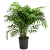 Dehner Bergpalme, in Hydrokultur, ca. 65 cm, Ø Topf 19 cm, Produktbild-Vorschau 1