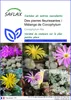 SAFLAX  - Des pierres fleurissantes / Mélange de Conophytum Voir les images du produit 1