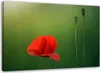 Leinwandbild mohn auf grünem hintergrund 90x60 cm Feeby rot Produktbild-Vorschau 1