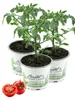 Enseleits 3er Set Tomatenpflanze Harzfeuer F1, Tomaten Produktbild-Vorschau 1