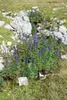 Aconitum napellus, Eisenhut, tiefblau, ca. 11x11 cm Topf Produktbild-Vorschau 10