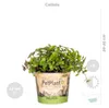 Bloomique - Lot de 6 - Plantes d’intérieur sans danger pour Voir les images du produit 5