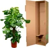 Monstera Deliciosa – pyszna monstera – roślina doniczkowa Podgląd zdjęcia produktu 4