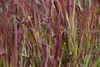 Imperata cylindrica 'Red Baron', Japanisches Blutgras, ca. Produktbild-Vorschau 2