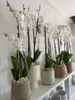 A row of white orchids in decorative pots on a shelf against a white brick wall. Produktbild-Vorschau