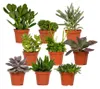 Sukkulenten Mix Everspring  - 18 Stück - 10 cm - Ø8,5 - 9 Produktbild-Vorschau 1