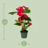 Anthurium Red - Ø17cm - ↕55cm - Ø12cm - ↕40cm Produktbild-Vorschau 2