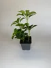 150 Stück, Topf 9cm, Bodendecker Pachysandra terminalis Produktbild-Vorschau 3