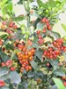 Stechpalme Ilex Heckenfee Hochstamm 80 - 100 cm Ilex Produktbild-Vorschau 2