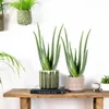 Bloomique - 2er Set - Aloe Vera Pflanze - Zimmerpflanzen - Produktbild-Vorschau 4