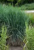 Stauden Gänge 1 x Panicum virgatum 'Blue Fountain' im 1 Produktbild-Vorschau 3