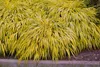 A close-up view of several clumps of ornamental grass with variegated green and yellow leaves. Produktbild-Vorschau