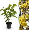 Green boutiQ - Plante de jardin - Cornus mas - Fleurs Voir les images du produit 1