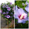Hibiskus Oiseau bleu® zum Stämmchen gezogen, blau blühend, Produktbild-Vorschau 2