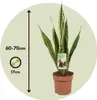 Langue de belle-mère - Sansevieria trifasciata Laurentii - Voir les images du produit 2
