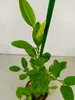 Citrus macrophylla, Alemow, 2 litry Topf Náhled obrázku produktu 4