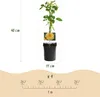 Green boutiQ - Rosier grimpant - Rosa Rainbow - Fleurs Voir les images du produit 4