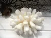 A white coral specimen is displayed on a white surface, with a dark, branch-like object in the background. Produktbild-Vorschau
