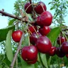 Säulensauerkirsche Jachim ® Kirsche Säulenobst Produktbild-Vorschau 1
