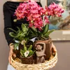 Kolibri Orchids | rote  Schmetterlings-Orchidee - Kongo - Produktbild-Vorschau 9