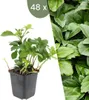 Plants by Frank | 48 Plantes de pachysandre du Japon | Voir les images du produit 1