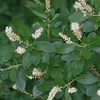 2 x  Silberkerzenstrauch - Clethra alnifolia  | 50-60 cm in Produktbild-Vorschau 1